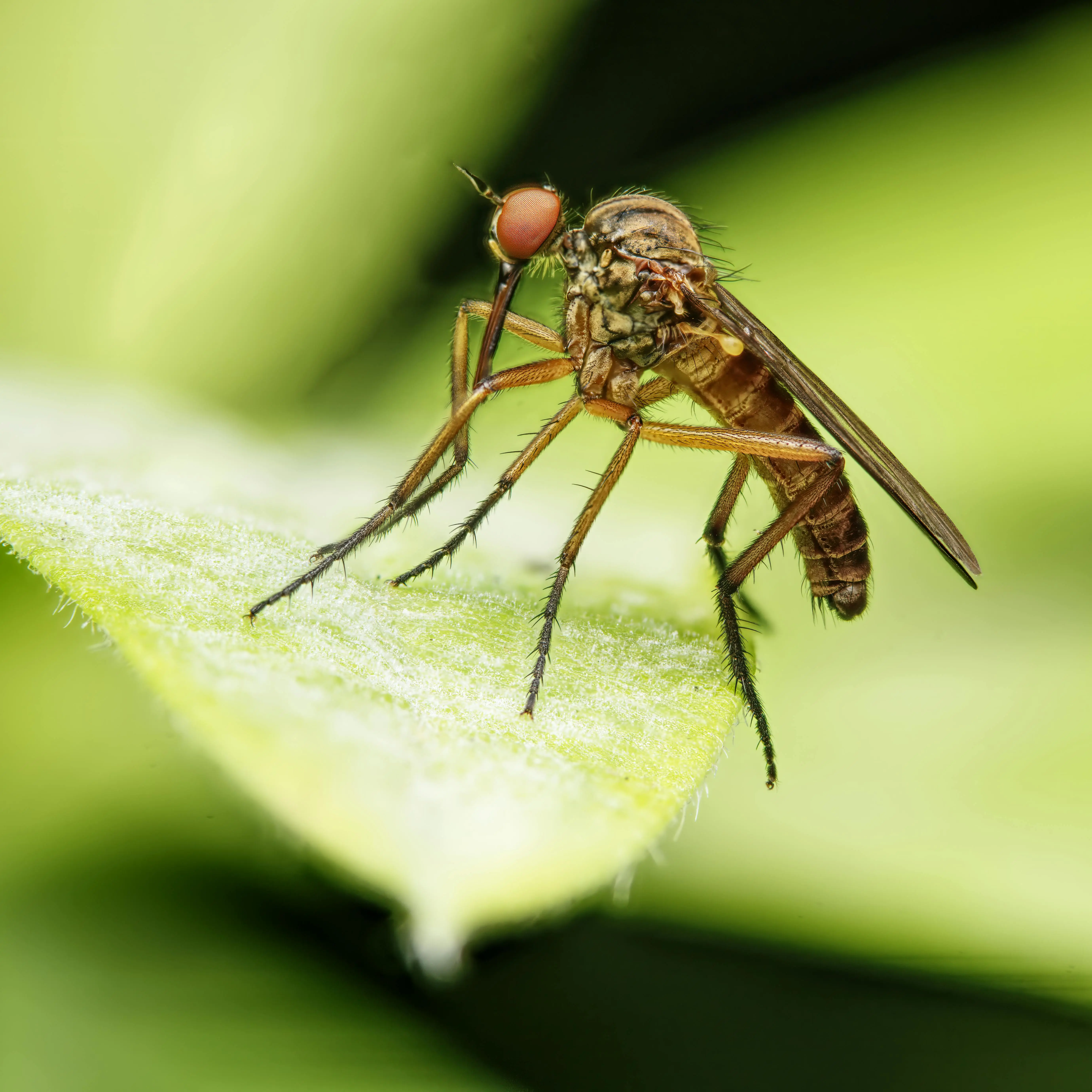 Moustiques à Ajaccio