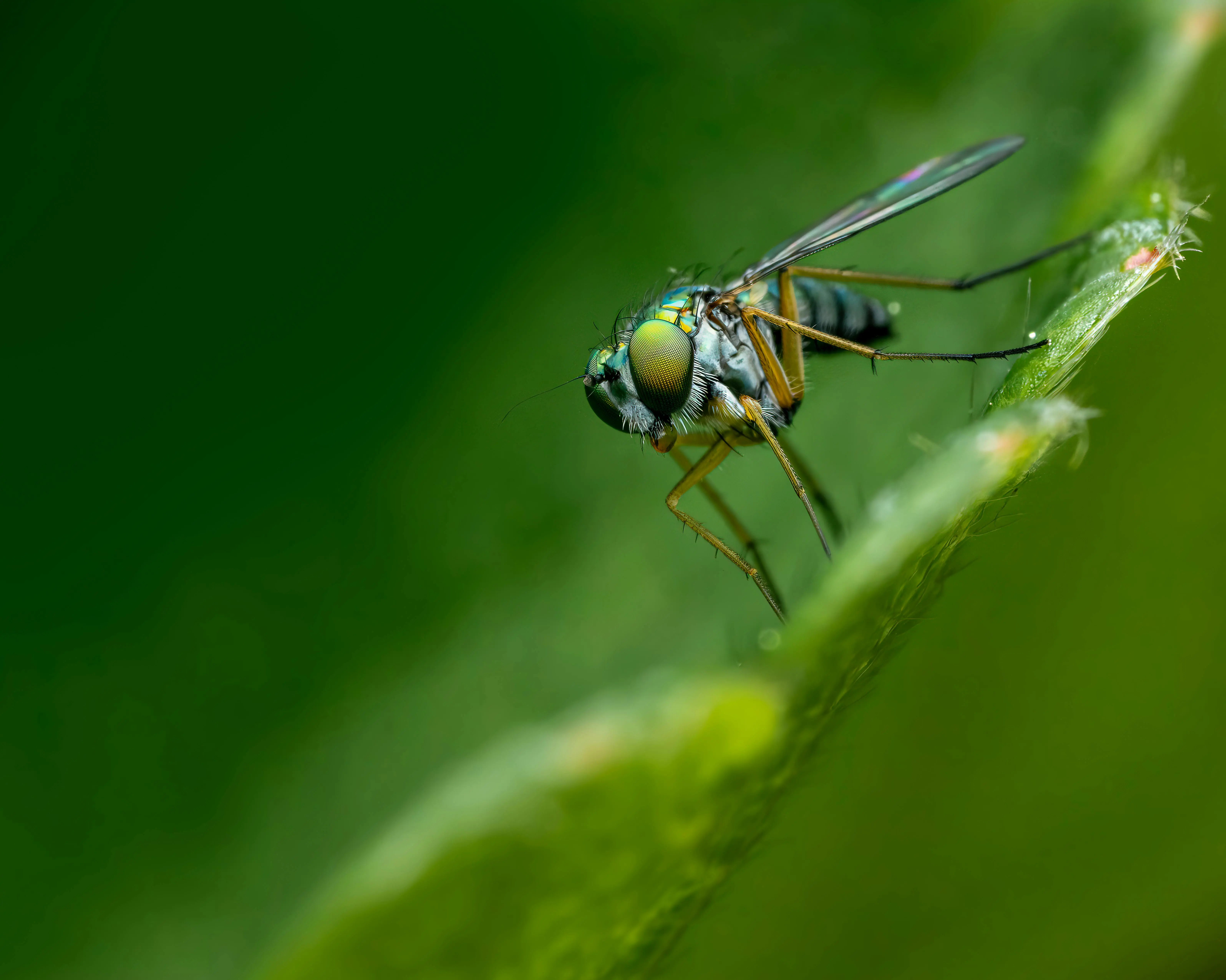 Moustiques à Corbeil-Essonnes
