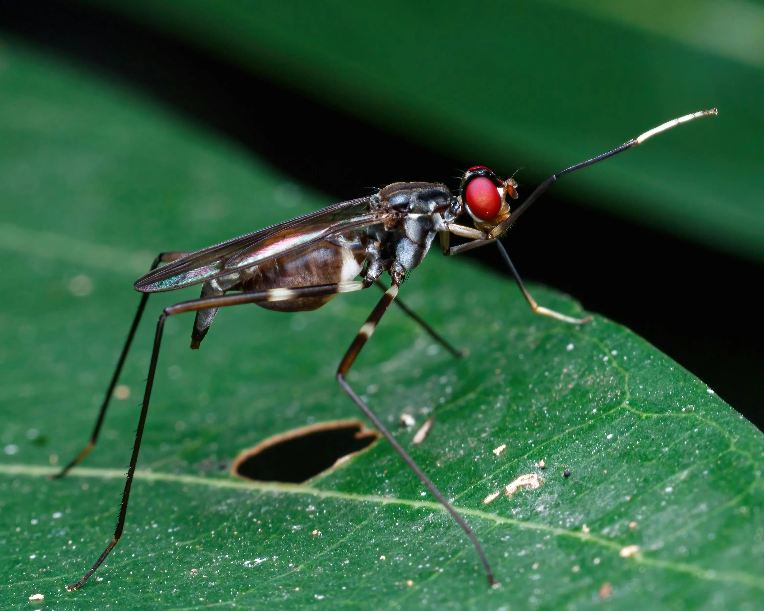Moustiques à Tonnerre